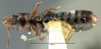 Media type: image;   Entomology 6533 Aspect: habitus ventral view